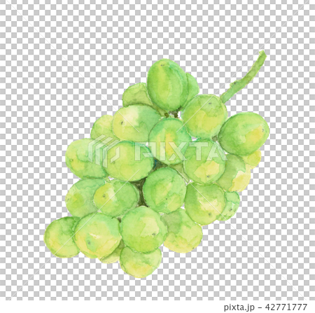 Grape Shine Muscat Stock Illustration