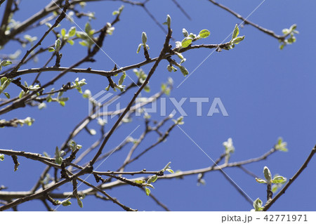 Branches of apple trees 42771971