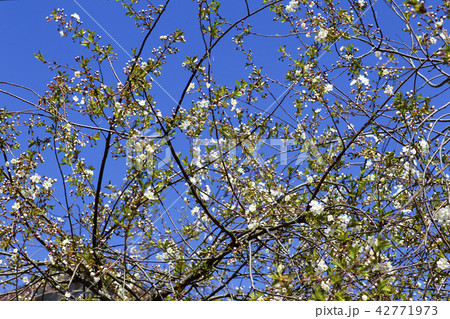cherry blossoms against the blue sky 42771973