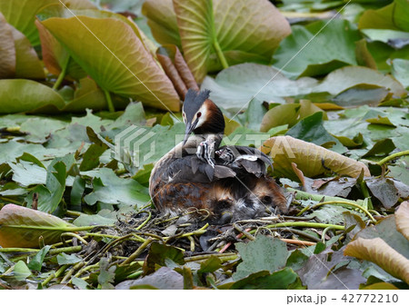 カンムリカイツブリ 営巣 カンムリカイツブリ 営巣 42772210