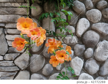 植物 花 42772269