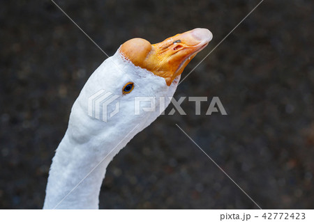 Portrait of white domestic goose bird on farm Portrait of white domestic goose bird on farm 42772423