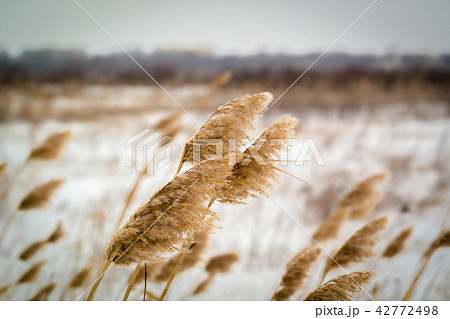 dried grass on snow background dried grass on snow background 42772498