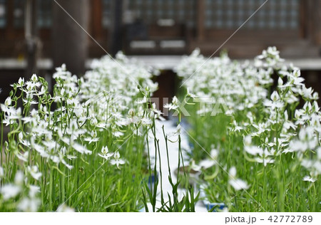 さぎ草の群落 42772789