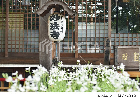成城妙法寺のさぎ草 成城妙法寺のさぎ草 42772835