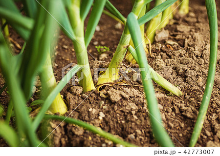 Fresh onions in soil. Onions background. Ripe onio 42773007