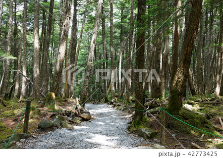 苔の森 白駒の池 散策路 八千穂高原 南佐久郡佐久穂町 苔の森 白駒の池 散策路 八千穂高原 南佐久郡佐久穂町 42773425