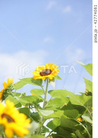 ひまわり ひまわり 42774081