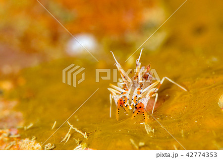 トゲツノメエビ トゲツノメエビ 42774353