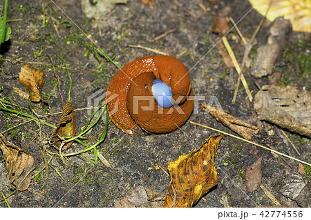 Mating pair of brown slugs. Two land slug top view 42774556