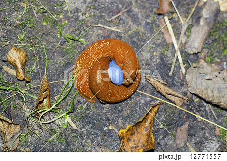 Mating pair of brown slugs. Two land slug top view 42774557