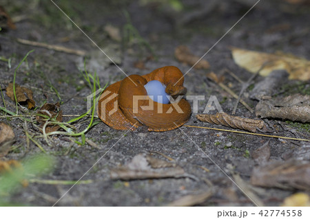 Mating pair of brown slugs. Two land slug 42774558