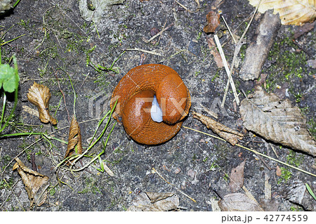 Mating pair of brown slugs. Two land slug top view 42774559