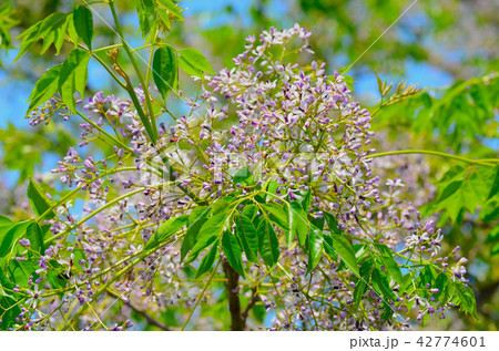 センダンの花 センダンの花 42774601
