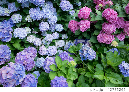紫陽花 紫陽花 42775265