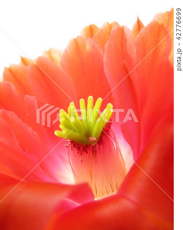 サボテン 桃太郎 サボテン 桃太郎 42776699