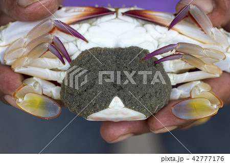 Close up of Blue swimmer crab (Portunus pelagicus) 42777176