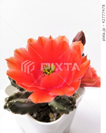 サボテン　桃太郎 42777478