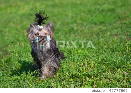 Yorkshire Terrier on a background of green grass Yorkshire Terrier on a background of green grass 42777662