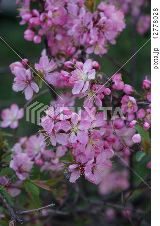 庭梅 花言葉は 「願望」 庭梅 花言葉は 「願望」 42778028