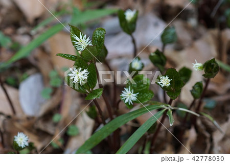 一人静　ヒトリシズカ　花言葉は「隠された美」 42778030