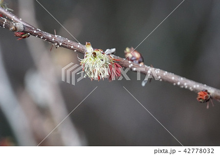 房桜 フサザクラ　早春の山で目立ちます。 42778032