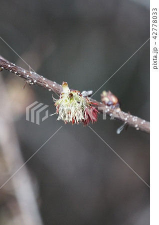 房桜 フサザクラ　早春の山で目立ちます。 42778033