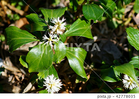 富貴草 フッキソウ　花言葉は「良き門出」 42778035