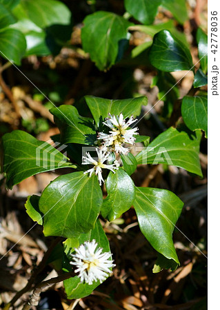 富貴草 フッキソウ 花言葉は 良き門出 の写真素材