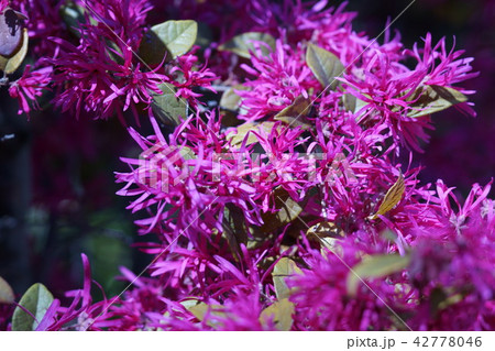 紅花常盤満作　花言葉は「私から愛したい」 42778046