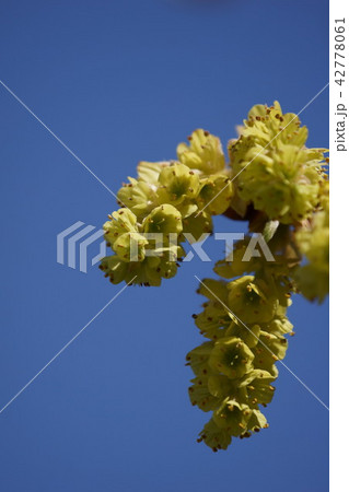 土佐水木 トサミズキ 花言葉は「優雅」 土佐水木 トサミズキ 花言葉は「優雅」 42778061