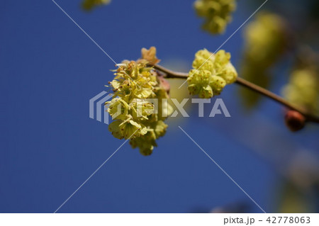 土佐水木 トサミズキ 花言葉は「優雅」 土佐水木 トサミズキ 花言葉は「優雅」 42778063