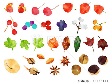秋の木の実と葉っぱ のイラスト素材