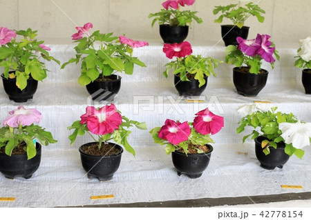 朝顔段飾り（赤色） 42778154