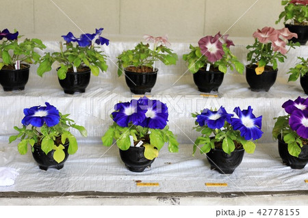 朝顔段飾り(青) 朝顔段飾り(青) 42778155