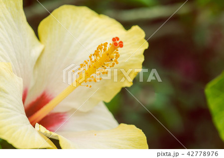 Close up of Yellow Hibiscus Close up of Yellow Hibiscus 42778976