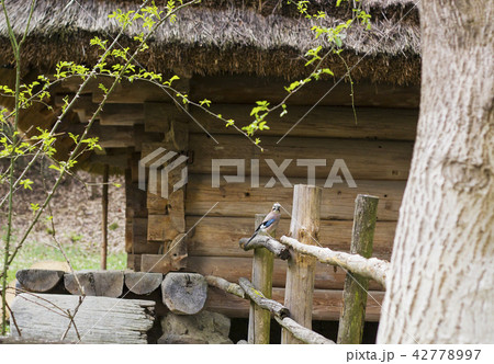 Eurasian jay bird against old house Eurasian jay bird against old house 42778997