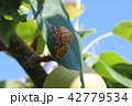 蝉のぬけがら 42779534