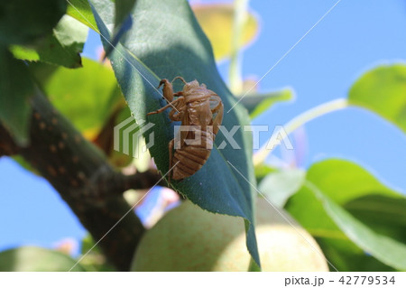 蝉のぬけがら 42779534