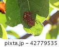 蝉のぬけがら 42779535