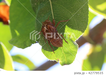 蝉のぬけがら 42779535