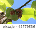 蝉のぬけがら 42779536