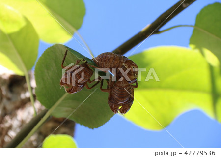蝉のぬけがら 蝉のぬけがら 42779536