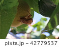 蝉のぬけがら 42779537