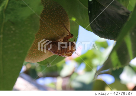 蝉のぬけがら 42779537
