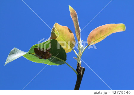 蝉のぬけがら 42779540