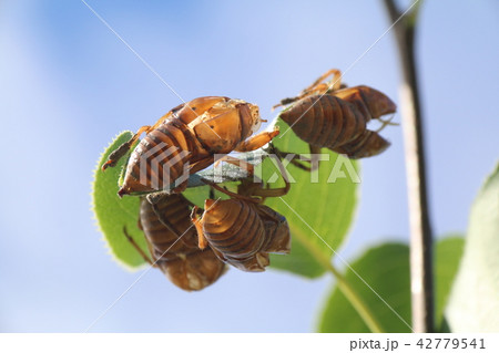 蝉のぬけがら 42779541