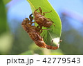 蝉のぬけがら 42779543