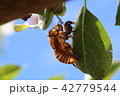 蝉のぬけがら 42779544