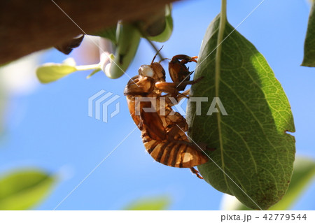 蝉のぬけがら 42779544